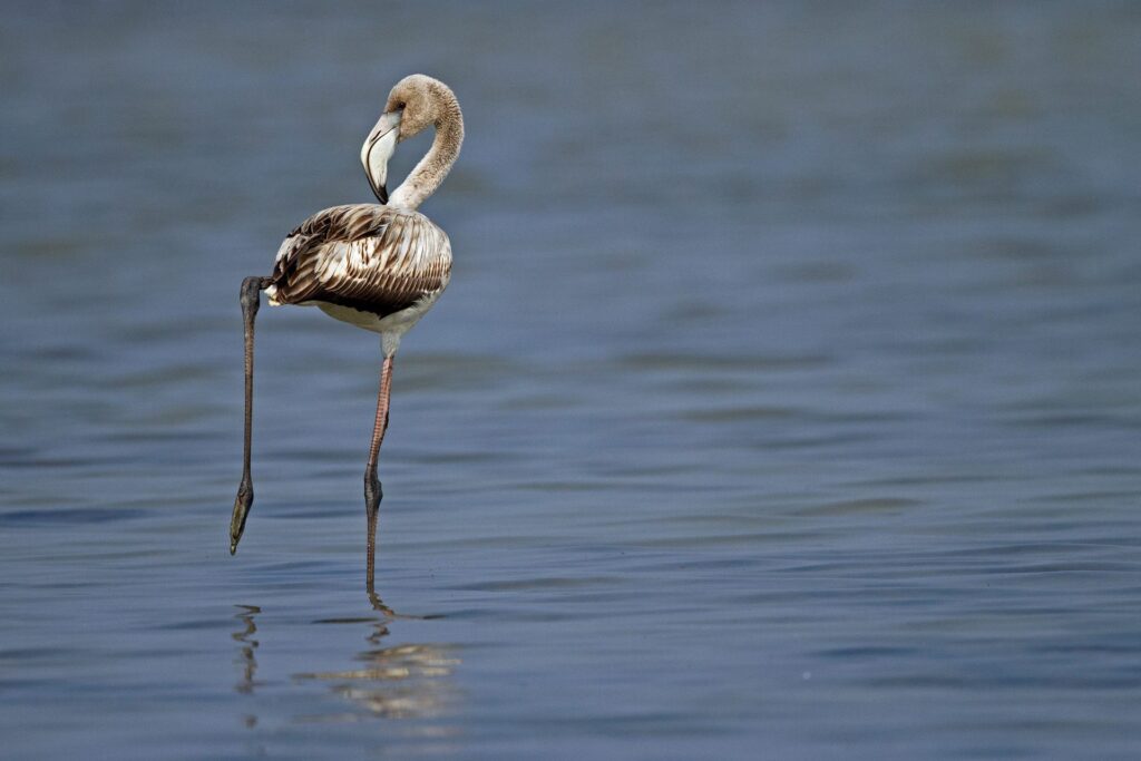 Pulicat Bird Sanctuary