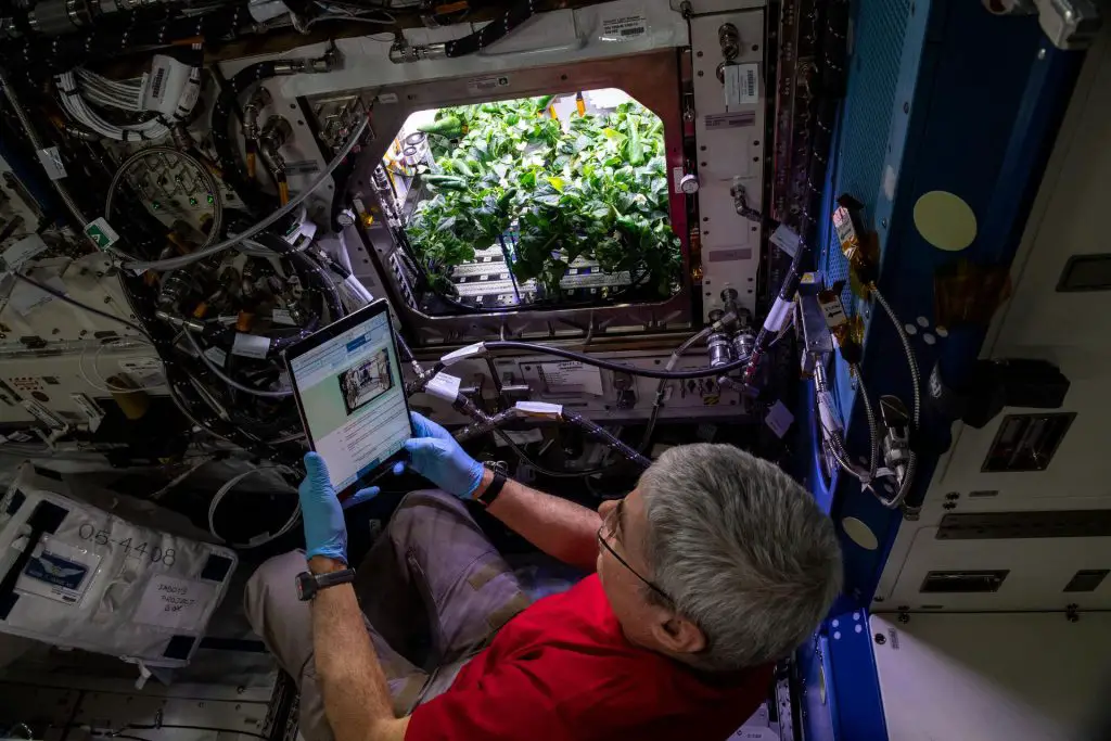 New Research Connects Plant Nutrition and Astronaut Gut Health