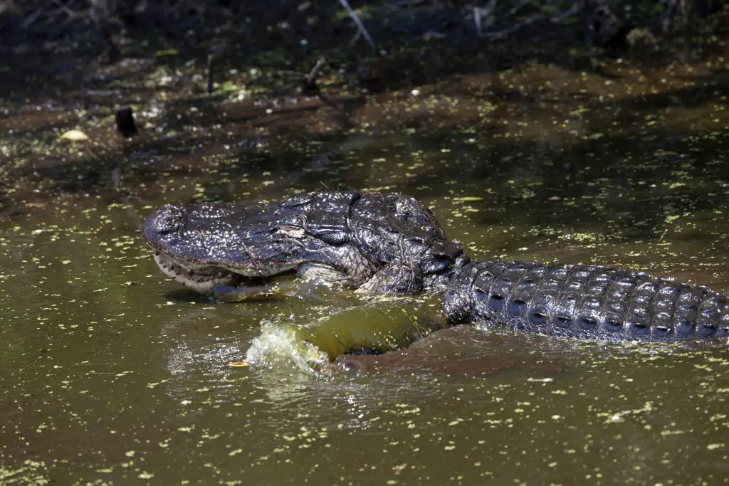 Alligator Goes for a Swim