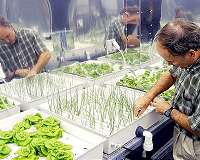 NASA celebrates a decade of student contributions to space crop production