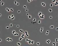 The bacteria that wont wake up found in spacecraft cleanrooms