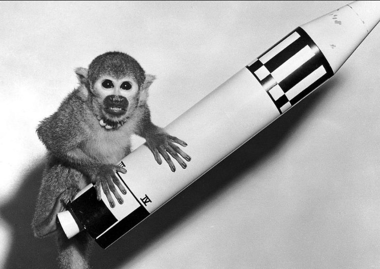 Albert II Space Monkey