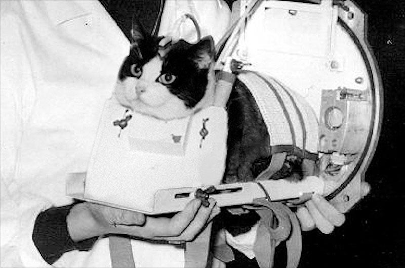 Felicite, the first cat in space