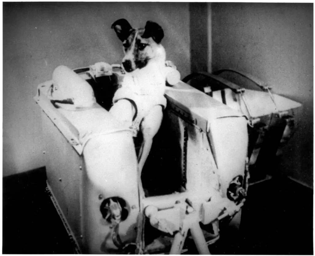 Laika the Russian stray dog that was launched into space aboard Sputnik 2.