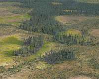 Warming drives growth of Arctic peatlands