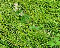 Study maps thousands of non native plants that could colonize Arctic