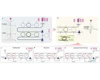 Photonic neurons push ultra-fast trading beyond electronic limits