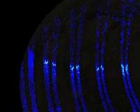 Ganymede aurora study links moon and Earth space weather