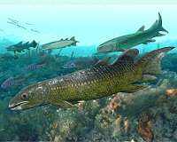 Ancient lungfish fossils refine early vertebrate story