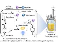 Engineered microbes use light to build new molecules