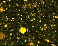 Pressure driven leakage from marine snow feeds deep ocean microbes