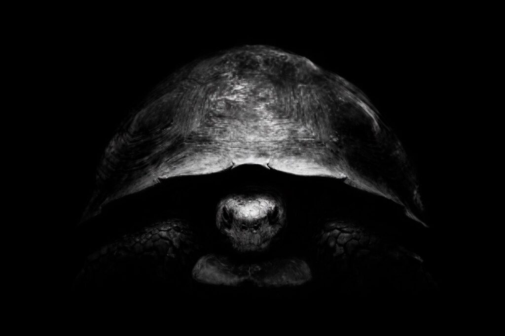 Why is Bezos trolling Musk on X with turtle pics? Because he has a new Moon plan.