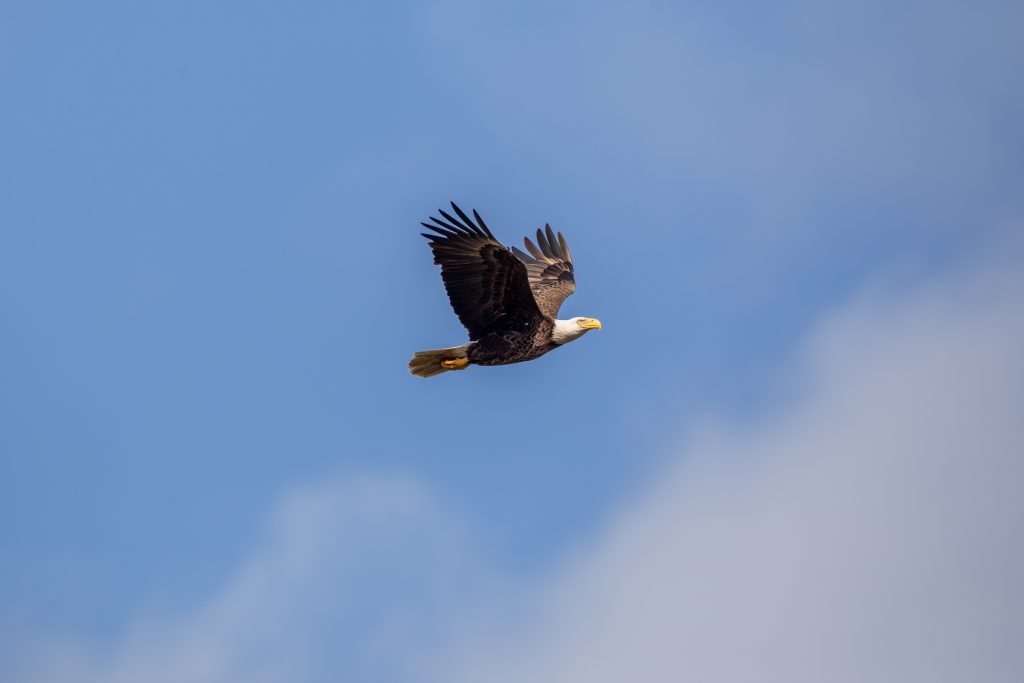 American Bald Eagle at NASA’s Kennedy Space Center