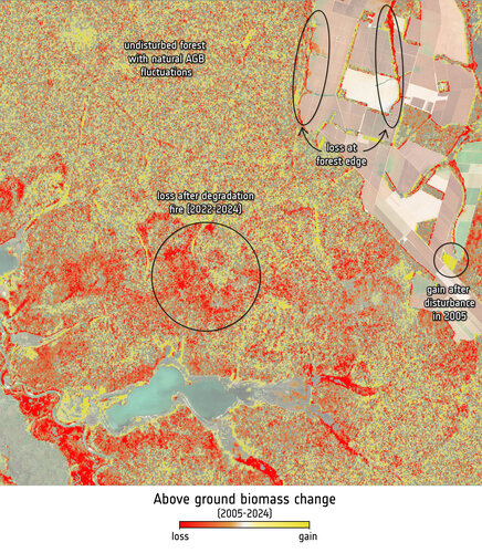 Improved reporting needed on forest carbon emissions