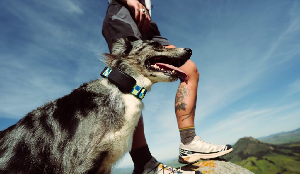 Fi expands Starlink direct-to-device capability into dog-tracking