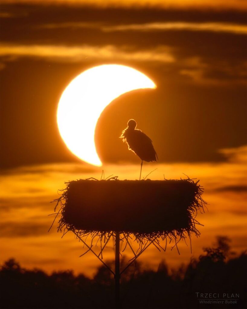 APOD: 2026 September 3 – The Eclipse and the Stork