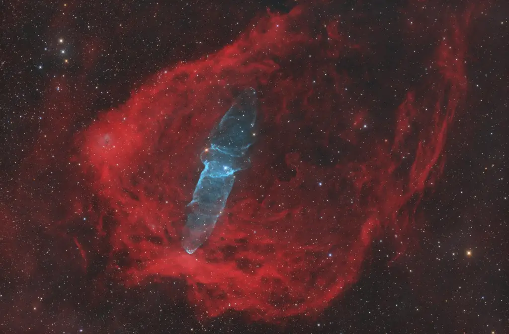 Daily Telescope: Meet the Flying Bat and Squid nebulae