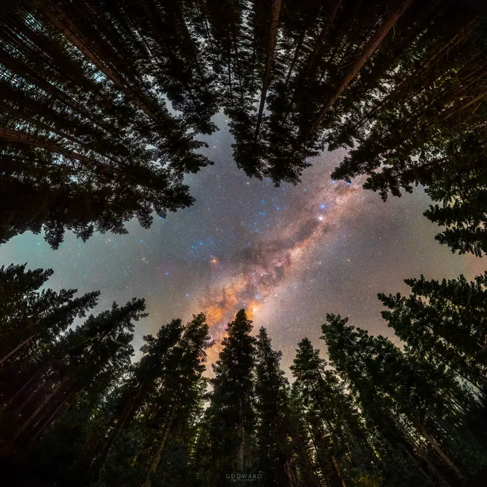Framed by Trees: A Window to the Galaxy