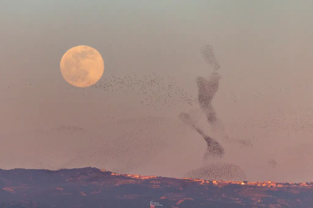 The Full Moon and the Dancer