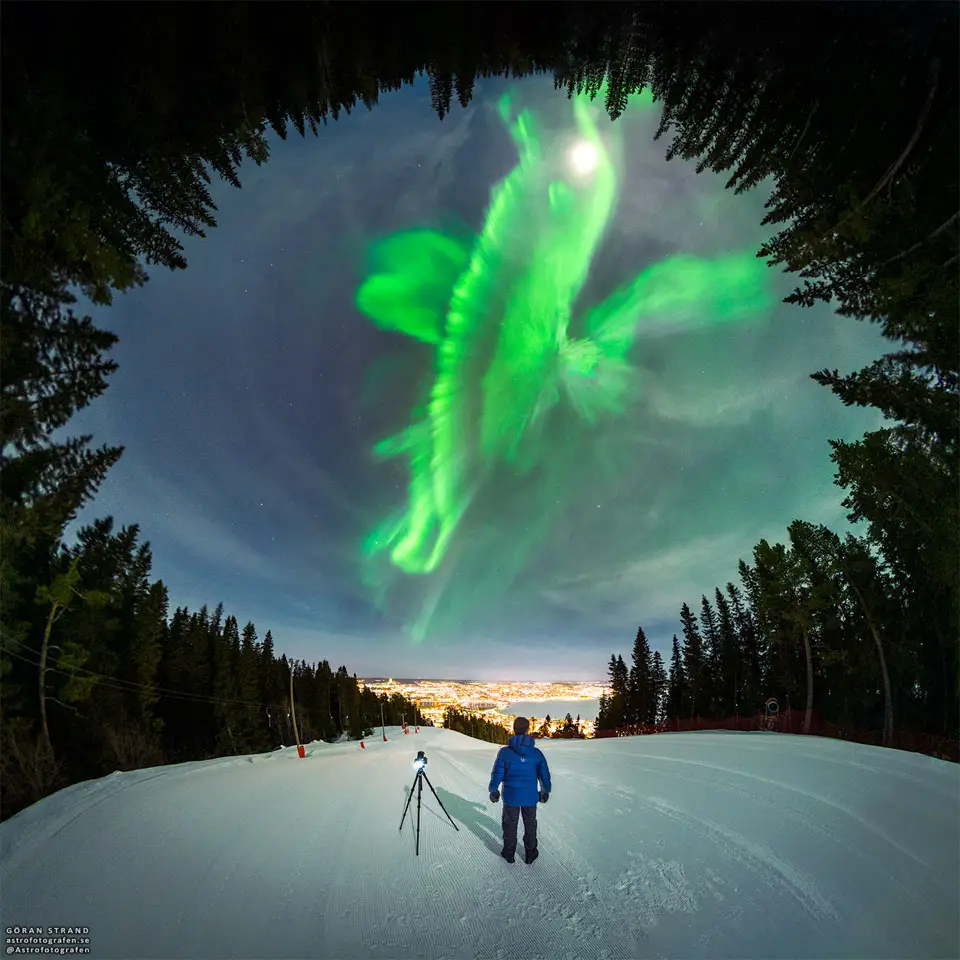 A Whale of an Aurora over Swedish Forest