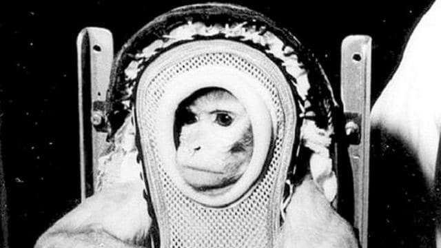 Meet Albert II – The First Monkey In Space