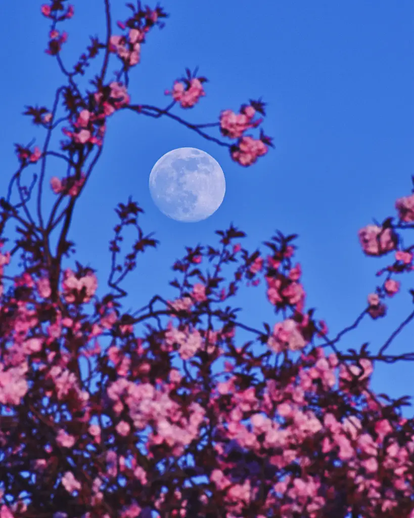 Pink and the Perigee Moon